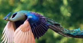 Foto: (Imagem sem texto alternativo disponivel ID [1894733])