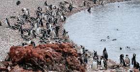 Foto: (Imagem sem texto alternativo disponivel ID [1867343])