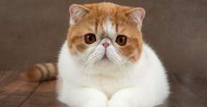 Foto: (Imagem sem texto alternativo disponivel ID [2604770])