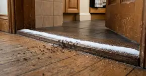 Como usar sal de cozinha para eliminar formigas sem inseticidas e de forma rápida