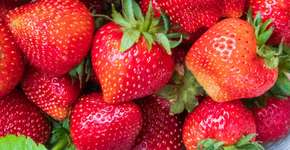 Comer morango ajuda a reduzir o risco de demência