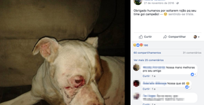 Lei que proíbe rojões com estouro em SP é sancionada após petição