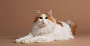 Foto: (Imagem sem texto alternativo disponivel ID [2588385])