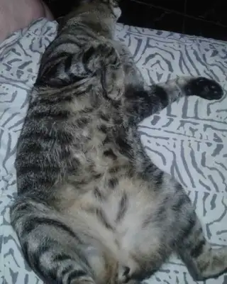 Veja alguns dos cães e gatos que já estão participando do #MostreABarriguinha!