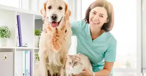 6 doenças crônicas comuns em cachorros e gatos 