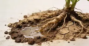 Foto: (Imagem sem texto alternativo disponivel ID [2718855])