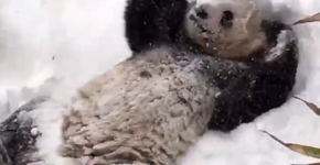 Foto: (Imagem sem texto alternativo disponivel ID [1024156])