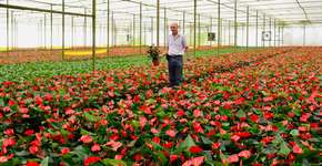 Tour leva turistas para conhecer estufas de flores em Holambra