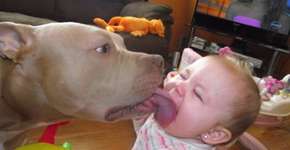 Imagens acabam com o mito de que pitbulls são agressivos por natureza