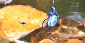 Carpas são forçadas a ‘chupar chupeta’ em restaurante de Jundiaí