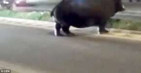 Foto: (Imagem sem texto alternativo disponivel ID [1869331])