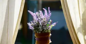 A flor que acalma a casa e promete reduzir brigas, segundo a psicologia ambiental