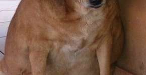 Cão super obeso rouba as atenções em Mato Grosso