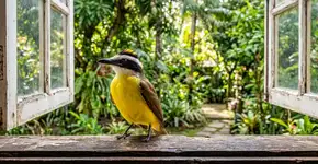Qual o significado da presença de um bem-te-vi cantando perto da minha janela?