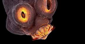 Foto: (Imagem sem texto alternativo disponivel ID [1839292])