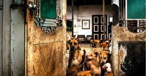 Conheça a casa dominada pelos cachorros na Malásia