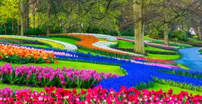 Conheça Keukenhof, maior jardim de flores do mundo, sem sair de casa