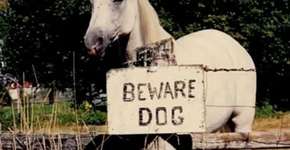 15 vezes em que a placa “Cuidado: Cão Bravo” esteve errada