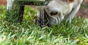 Cão morre em voo do RJ e dona acusa companhia de negligência