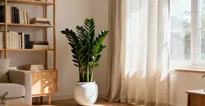 Zamioculca: 5 benefícios de ter essa planta em casa e como estimular novos brotos