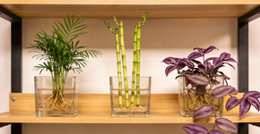 Foto: (Imagem sem texto alternativo disponivel ID [2719895])