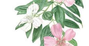 Jardim do Solar reabre no dia 19 de fevereiro