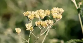 Macela: planta calmante, antisséptica, digestiva e antioxidante