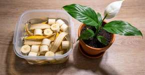 Foto: (Imagem sem texto alternativo disponivel ID [2692952])