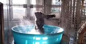 Gorila dançando em piscina viraliza e ganha versão ‘Flashdance’