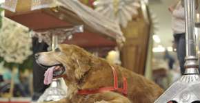 Cão de Kid Vinil vai ao velório para se despedir do músico