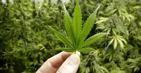 Universidade no Canada dará aulas sobre cultivo da maconha