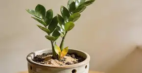 Foto: (Imagem sem texto alternativo disponivel ID [2722993])