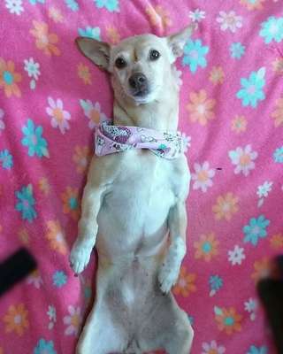 Veja alguns dos cães e gatos que já estão participando do #MostreABarriguinha!