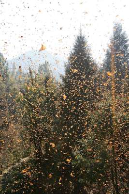 México - Imagem: pendens proditor