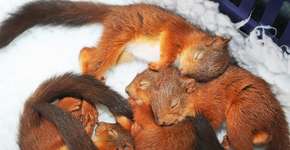 Foto: (Imagem sem texto alternativo disponivel ID [1083516])