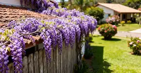 Essa planta pode quebrar cercas, danificar telhados e sufocar árvores sendo tóxica pra todos