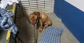 40 pessoas são presas em rinha de cachorros em SP