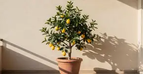 Foto: (Imagem sem texto alternativo disponivel ID [2720625])