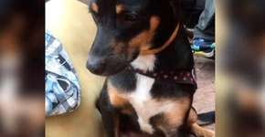 Cachorro salvou a família vítima de incêndio em prédio de SP