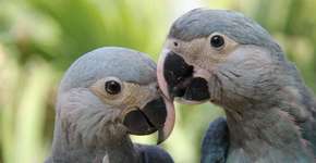 Ararinha-azul é considerada extinta na natureza