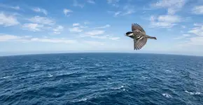 Sem comida ou descanso, um pássaro pesando 12 gramas atravessa dois continentes e um oceano em uma única jornada