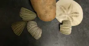 Reimaginaram as princesas da Disney como batatas