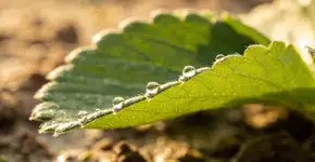 Foto: (Imagem sem texto alternativo disponivel ID [2679027])