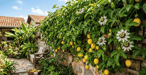 O calmante natural que vinha direto do pomar da vovó e que hoje ajuda a relaxar depois do trampo