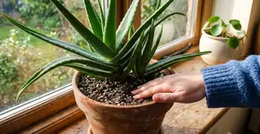 Conselhos para famílias que cultivam aloe vera