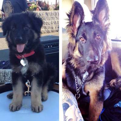 5 meses de diferença (Imagem: phantombree)