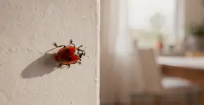 Foto: (Imagem sem texto alternativo disponivel ID [2709111])