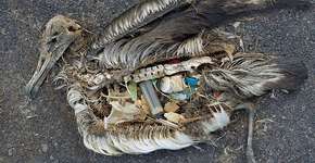 Foto: (Imagem sem texto alternativo disponivel ID [1834877])