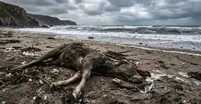 A carcaça de um animal não identificado foi encontrada na costa do Reino Unido