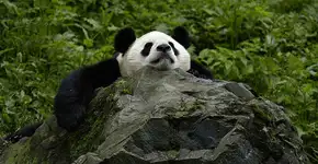 Foto: (Imagem sem texto alternativo disponivel ID [1833542])